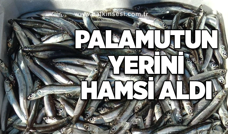 Palamutun yerini hamsi aldı