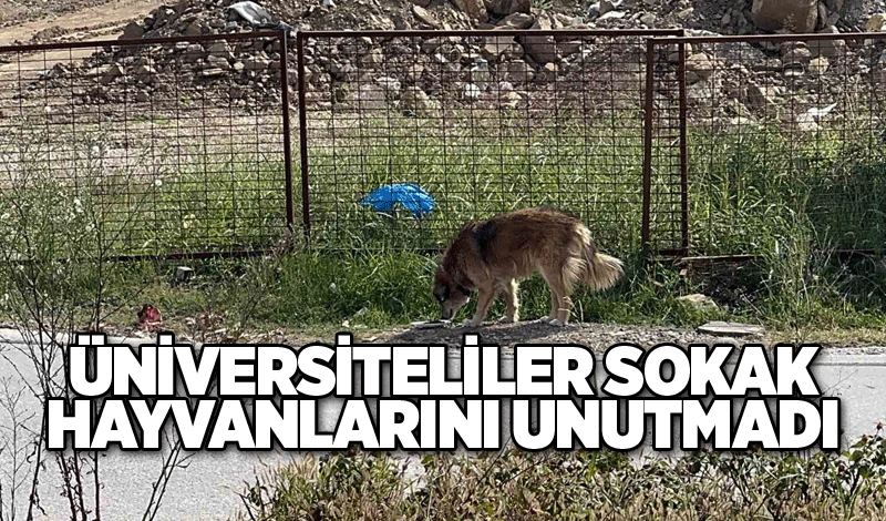 Üniversiteliler sokak hayvanlarını unutmadı