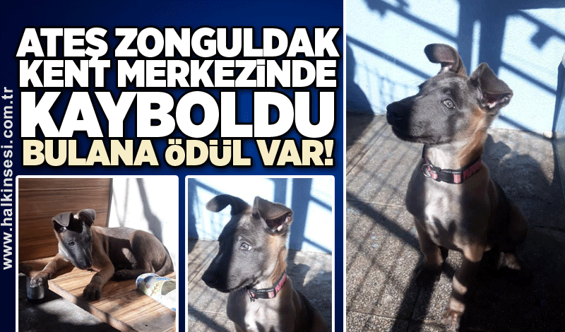 Ateş Zonguldak kent merkezinde kayboldu: Bulana ödül var!