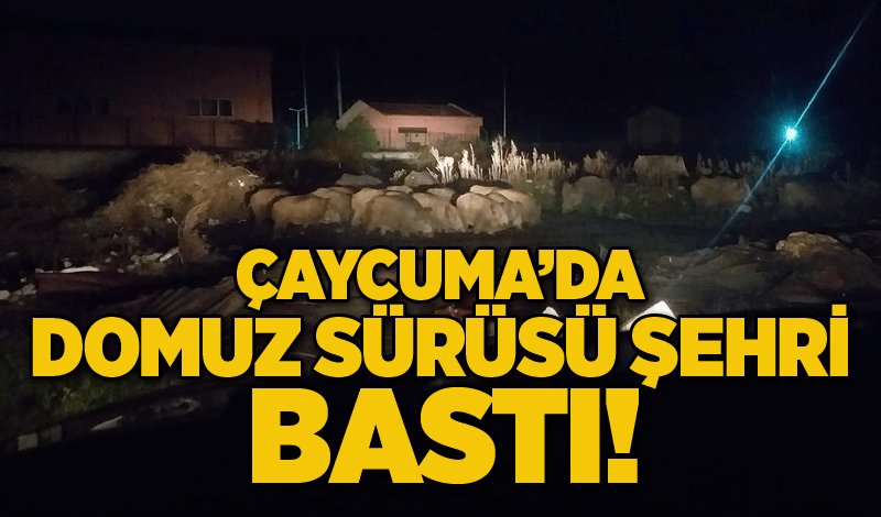 Çaycuma'da akşam şoku: Domuz sürüsü şehri bastı!