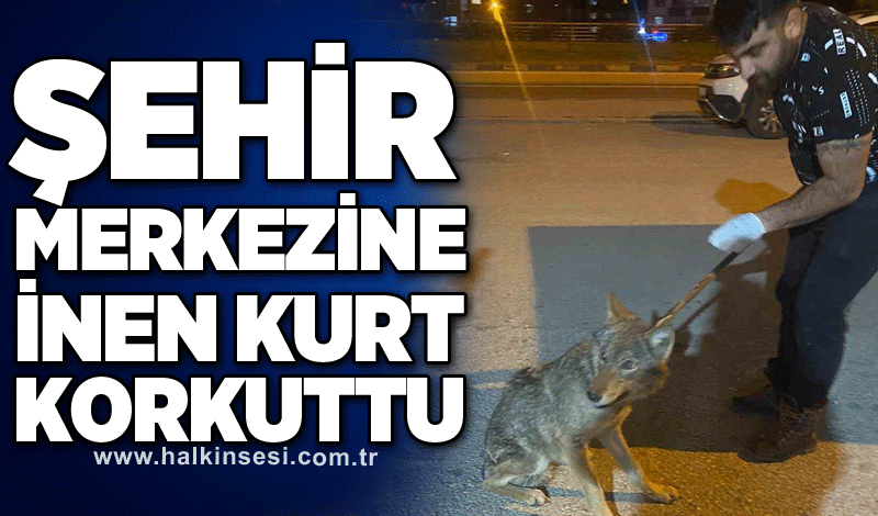 Şehir merkezine inen kurt korkuttu