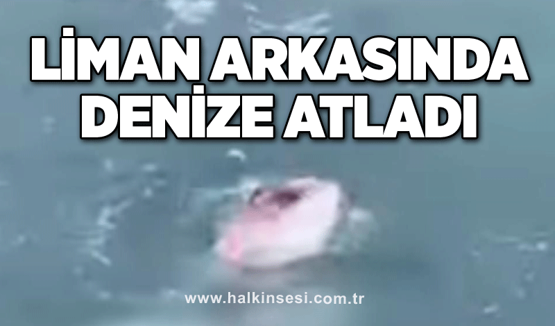 Liman arkasında denize atladı