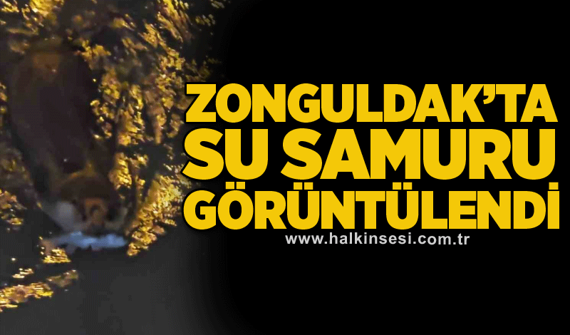 Zonguldak’ta su samuru görüntülendi