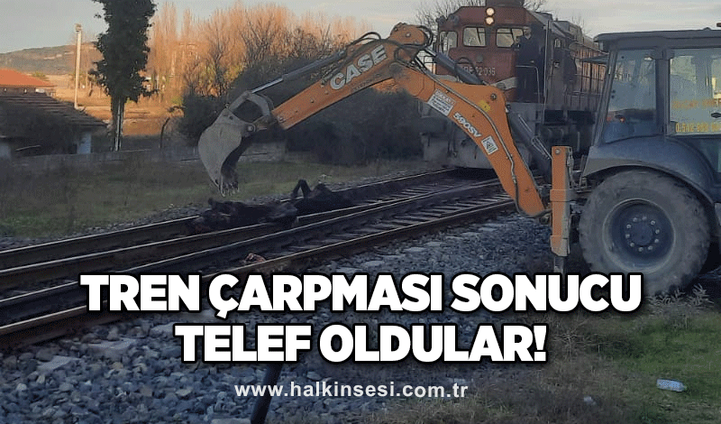 Tren çarpması sonucu telef oldular!