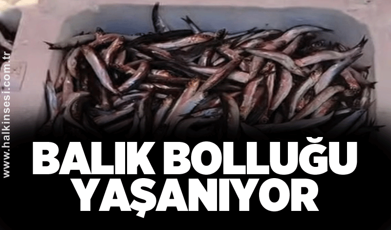 Balık bolluğu yaşanıyor