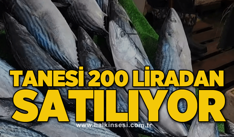 Tanesi 200 liradan satılıyor