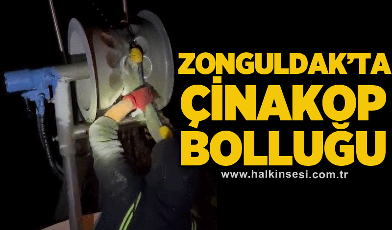 Zonguldak’ta çinakop bolluğu