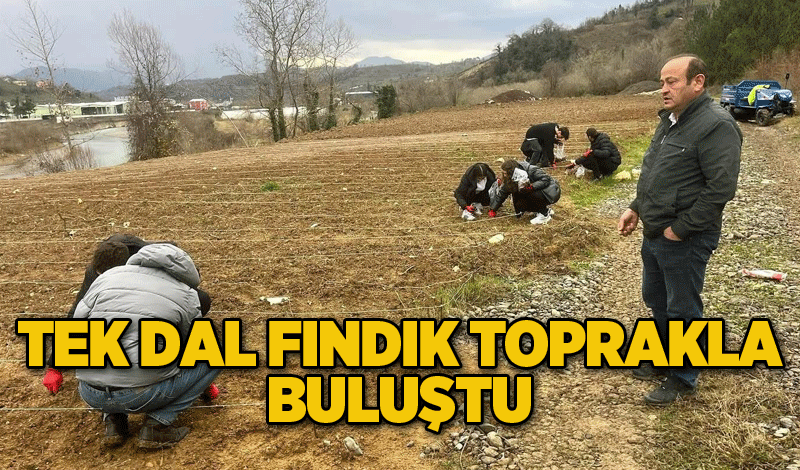 Tek dal fındık toprakla buluştu