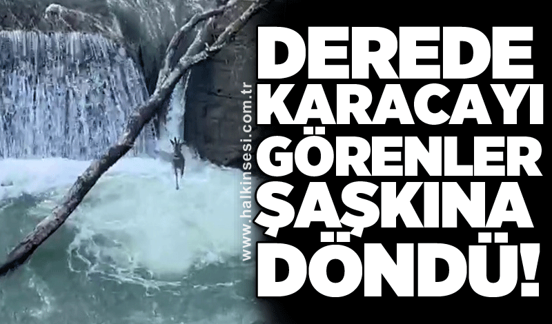 Derede karacayı görenler şaşkına döndü!