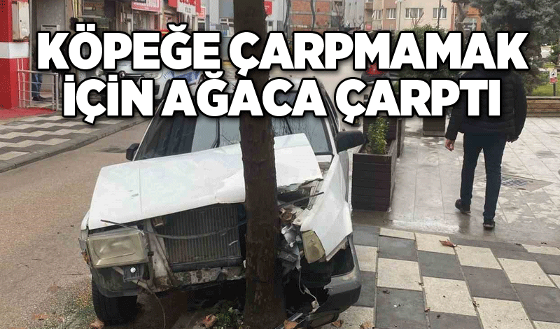 Köpeğe çarpmamak için ağaca çarptı