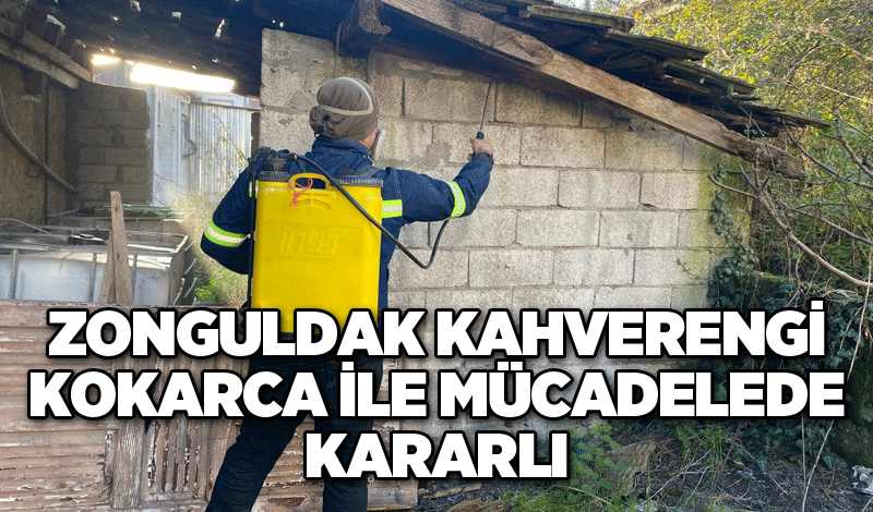 Zonguldak Kahverengi Kokarca ile mücadelede kararlı