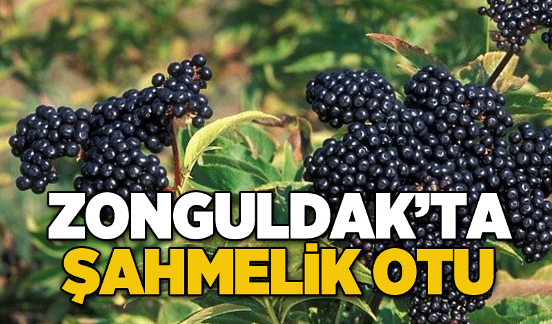 Zonguldak’ta Şahmelik Otu