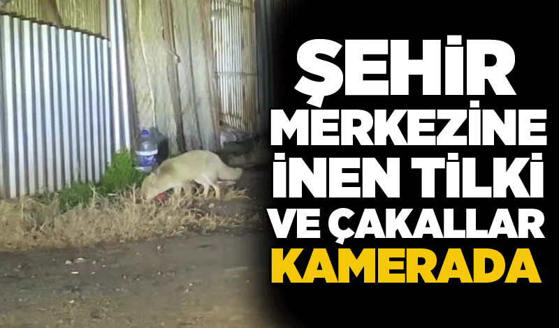 Şehir merkezine inen iki tilki ve çakallar kamerada