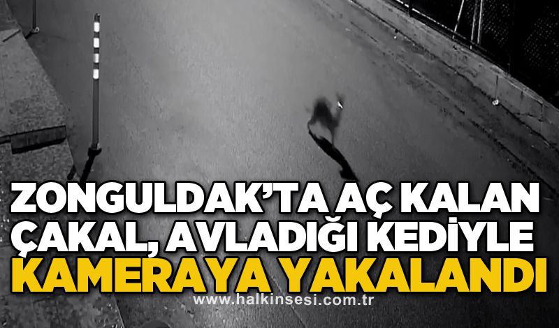 Zonguldak’ta aç kalan çakal, avladığı kediyle kameraya yakalandı