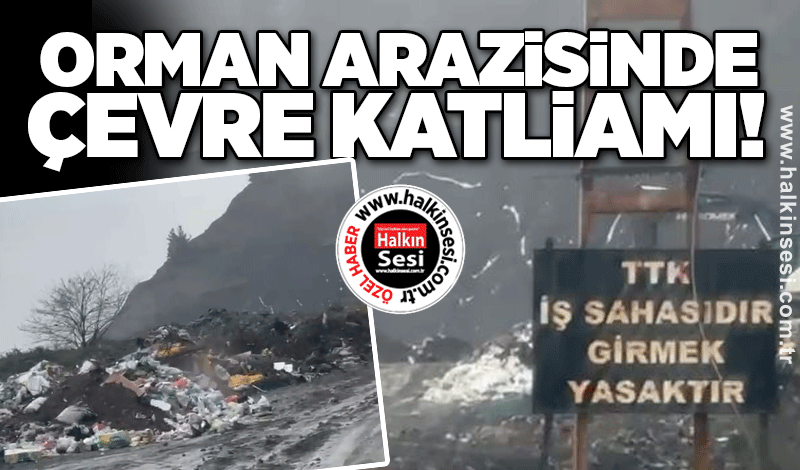 Orman arazisinde çevre katliamı!