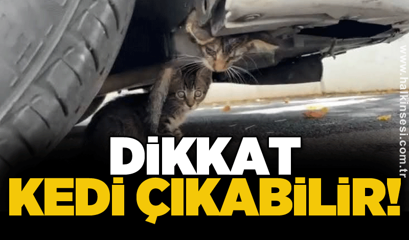 Dikkat kedi çıkabilir!