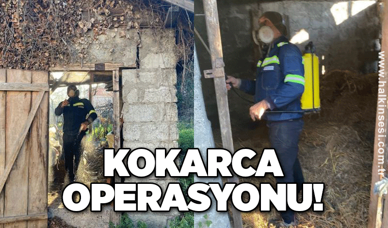 Kokarca operasyonu!