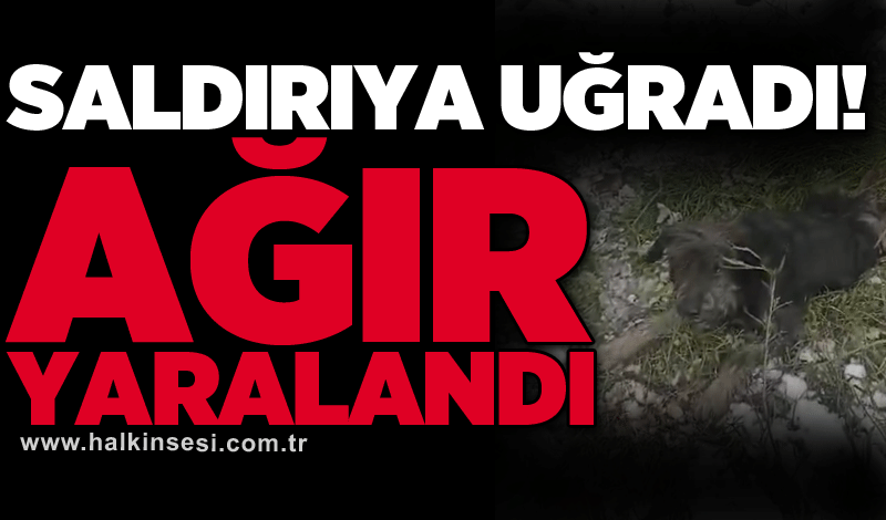 Saldırıya uğradı! Ağır yaralandı