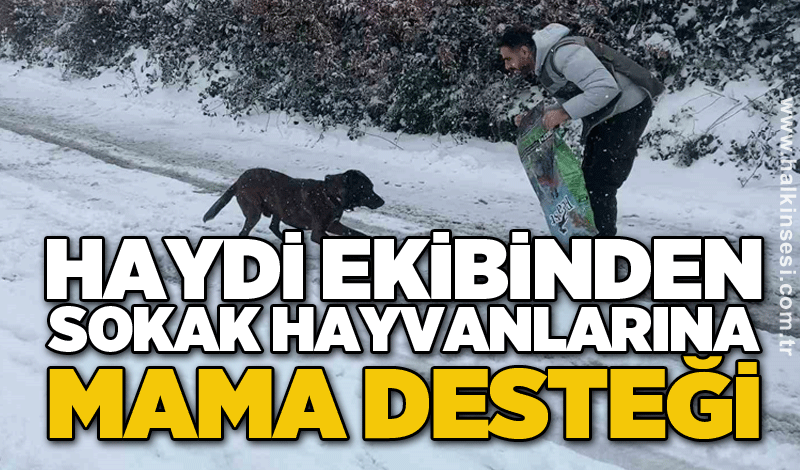 HAYDİ ekibinden sokak hayvanlarına mama desteği