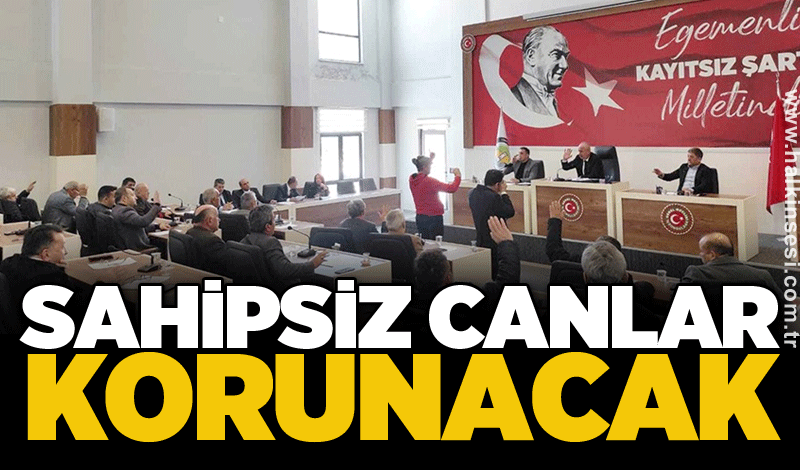 Sahipsiz canlar korunacak