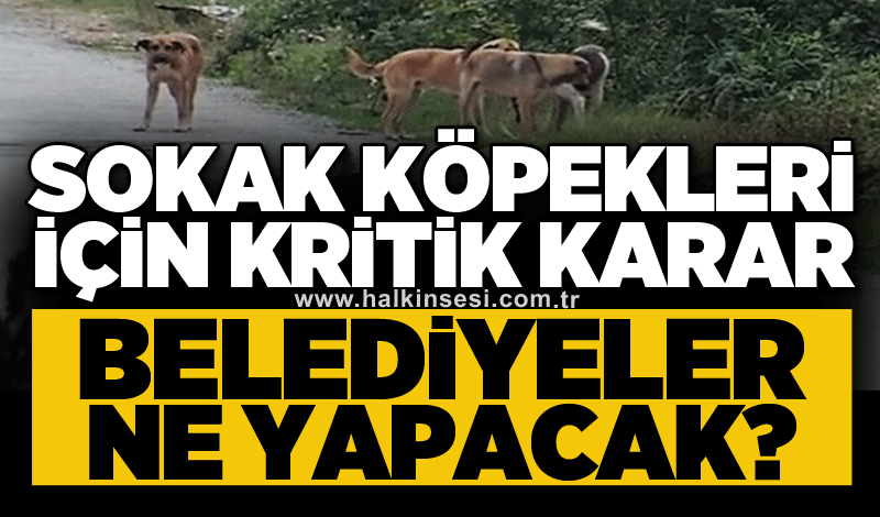 Sokak köpekleri için kritik karar: Belediyeler ne yapacak?