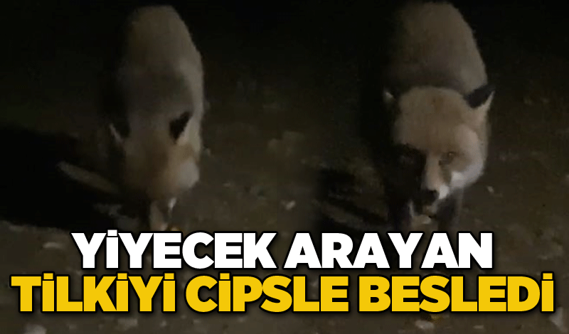 Yiyecek arayan tilkiyi cipsle besledi