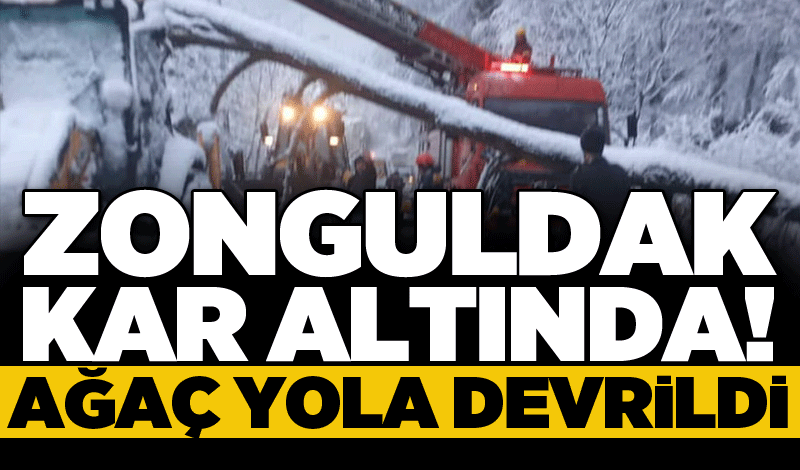 Zonguldak kar altında: Ağaç yola devrildi