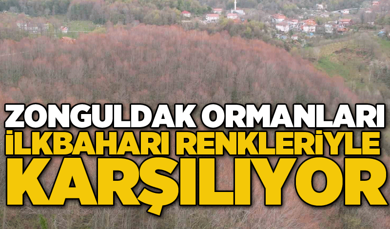 Zonguldak ormanları ilkbaharı renkleriyle karşılıyor