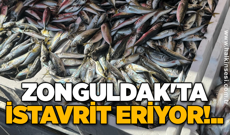 Zonguldak'ta istavrit eriyor!..