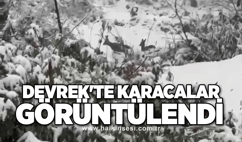 Devrek'te karacalar görüntülendi!