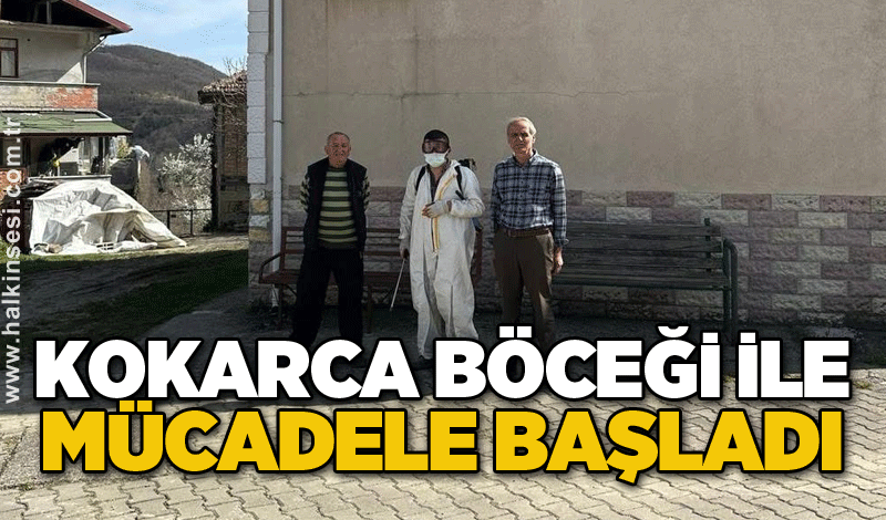 Kokarca böceği ile mücadele başladı