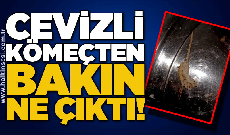 Cevizli kömeçten bakın ne çıktı!