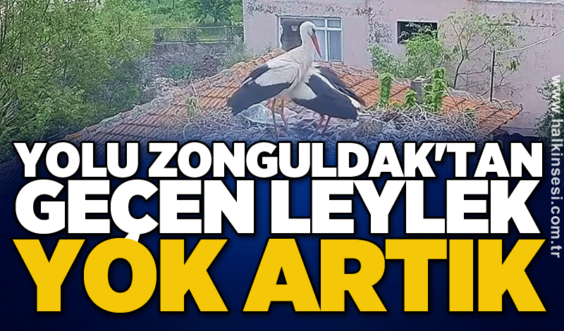 Yolu Zonguldak'tan geçen leylek yok artık