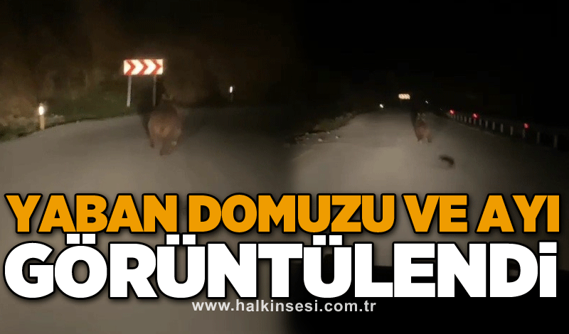 Yaban domuzu ve ayı görüntülendi