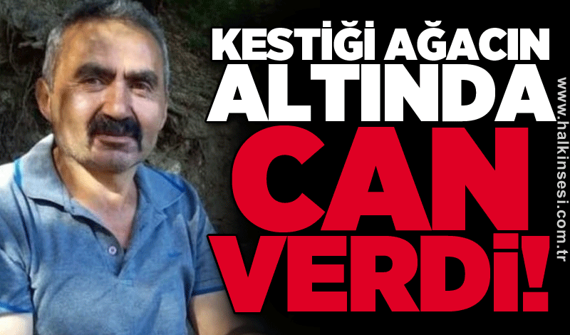 Kestiği ağacın altında can verdi!