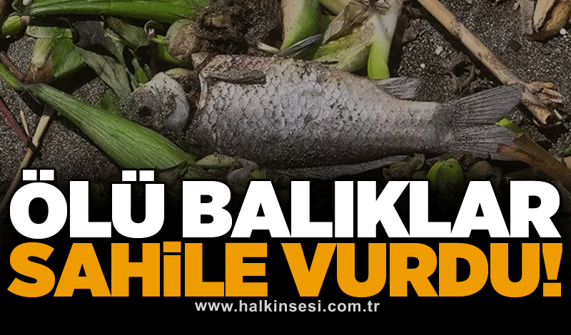 Ölü balıklar sahile vurdu!