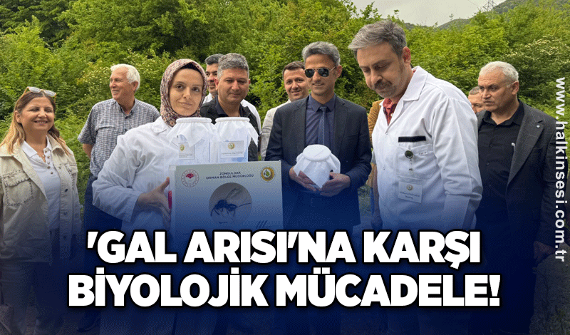 'GAL ARISI'na karşı biyolojik mücadele!