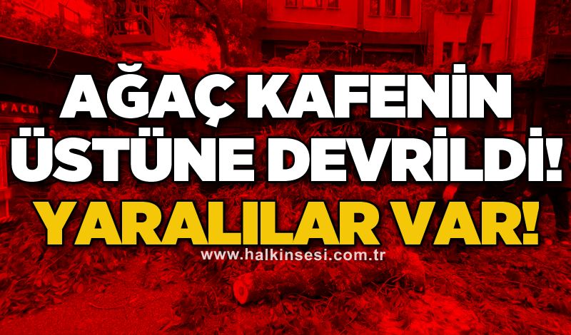 Ağaç kafenin üstüne devrildi! Yaralılar var!