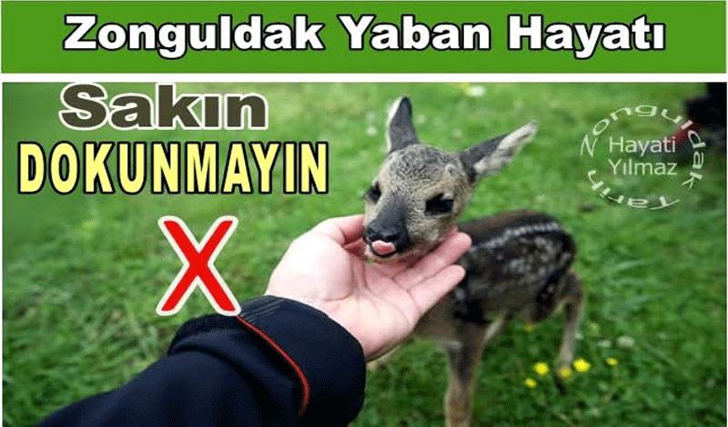 YAVRU KARACALARA SAKIN DOKUNMAYIN