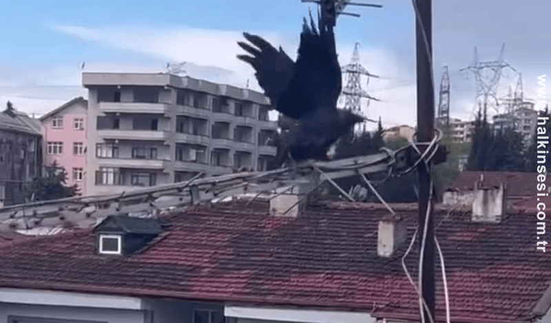 Antene sıkışan karga itfaiye erlerinin yardımıyla özgürlüğüne kavuştu