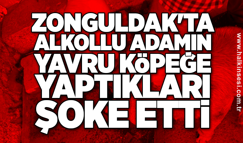 Zonguldak'ta alkollü adamın yavru köpeğe yaptıkları şoke etti