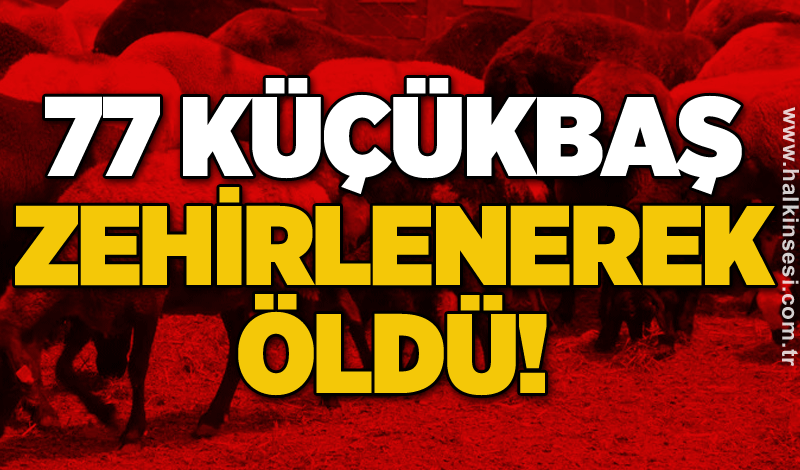 77 küçükbaş zehirlenerek öldü