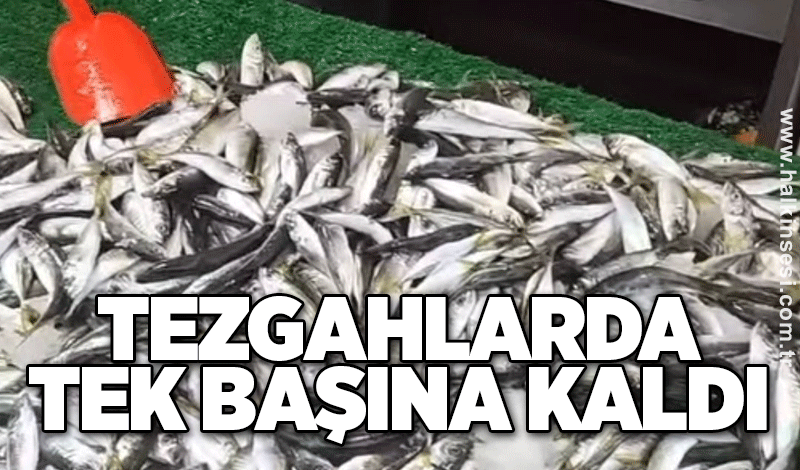 Tezgahlarda tek başına kaldı