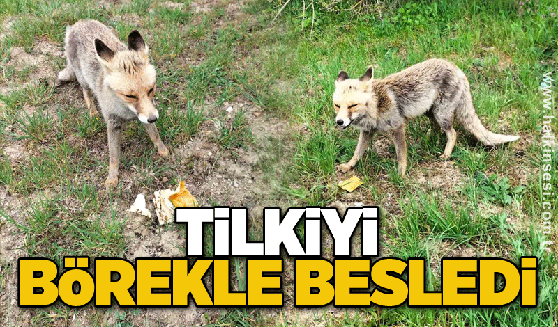 Tilkiyi börekle besledi