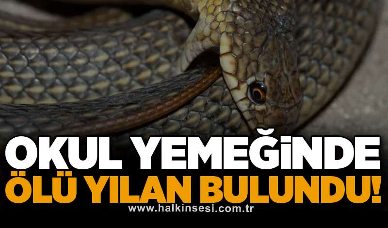 Okul yemeğinde ölü yılan bulundu!