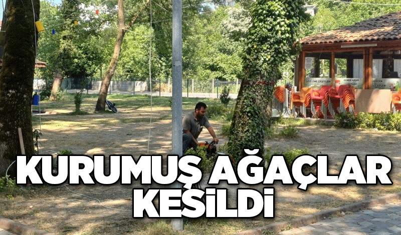 Kurumuş ağaçlar kesildi
