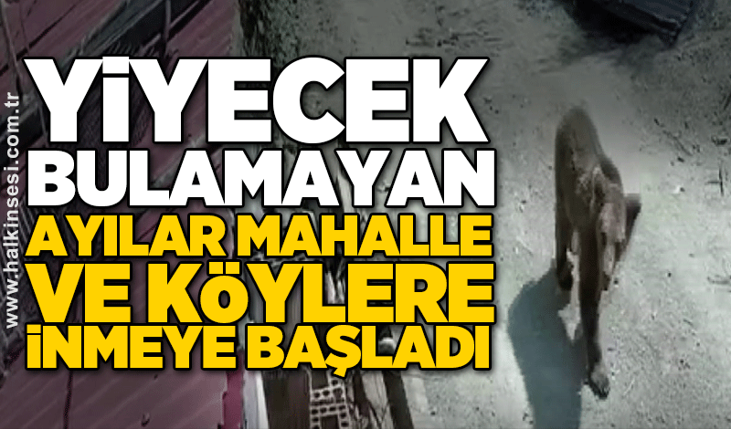 Yiyecek bulamayan ayılar mahalle ve köylere inmeye başladı