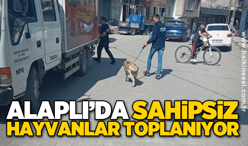 Alaplı’da sahipsiz hayvanlar toplanıyor