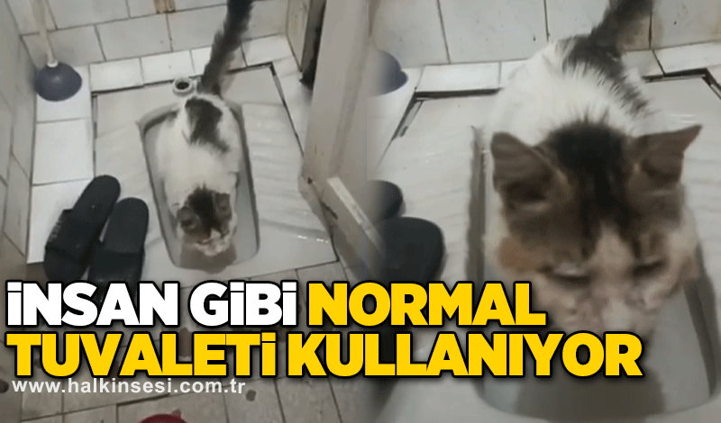 İnsan gibi normal tuvaleti kullanıyor