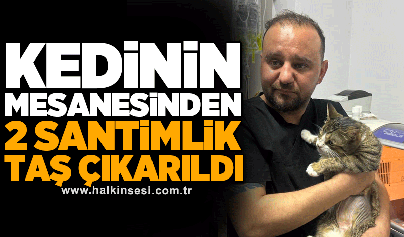 Kedinin mesanesinden 2 santimlik taş çıkarıldı